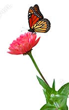 Zinnias and Butterfly