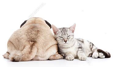 Dog and cat