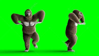 Funny brown gorilla dancing. Super realistic fur and hair. Green screen 4K animation.