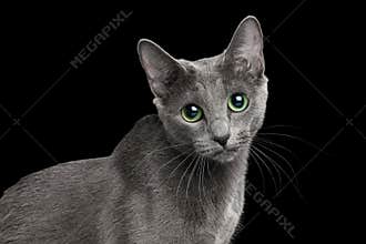 Amazing Russian blue Cat on Black Background