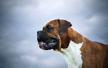 Close-up portrait of a dog breed of a German boxer against a gray-blue sky background