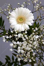 New beginnings bouquet Daisy flowers white petals loyal love