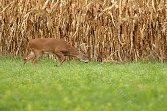 Autumn Whitetail Buck
