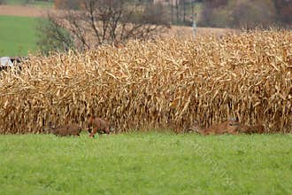 Autumn Whitetails