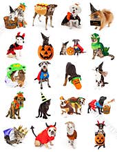 Set of Pets in Halloween Costumes