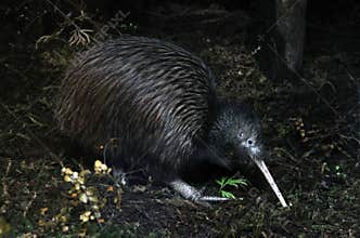 Kiwi searching