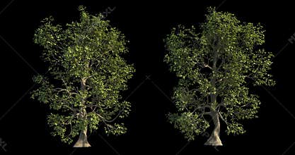 4k footage collection of windy tree for architectural visualization with cutout mask