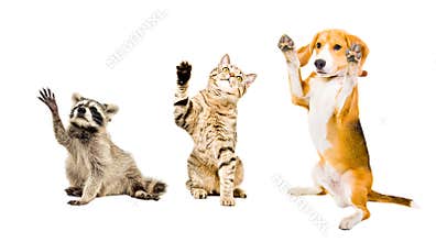 The company of playful funny animals