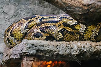 Python up close in aquarium
