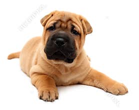 Shar pei puppy