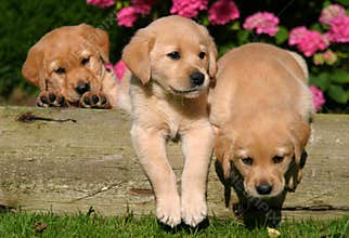 Puppies