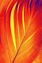 Phoenix feather