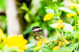 Glass or mirrored butterfly, transparent Greta Oto, lepidopteron