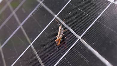 Small Grasshopper Sits on a Solar Panel Cell in the Forest. 4K. Slow motion