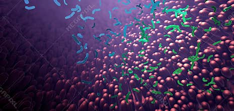 Bacteria as part of the intestinal microbiome in the digestive tract