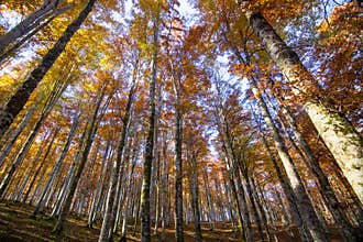 Immense autumn trees reach up to the sky
