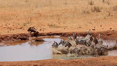 Zebra and Warthog Run Out of Water Hole