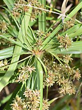 Umbrella papyrus plant Cyperus alternifolius