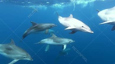 School of dolphins playing in blue water of Atlantic Ocean Azores islands