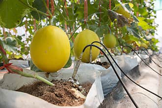 Smart garden using computer control the drip Irrigation system in melon farm