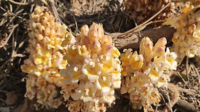 Flowering Cistanche Tubulosa Loki Mula plant, wild flowering Fox Radish plant, close up footage