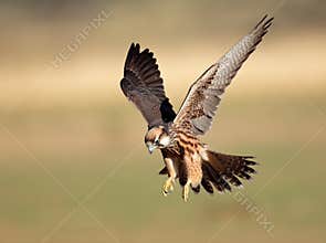 Lanner falcon landing