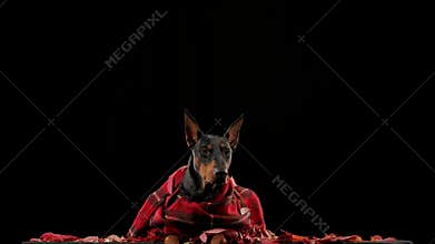 Frontal portrait of a Doberman Pinscher lying on fallen leaves in slow motion. Dog isolated on black background. Idea
