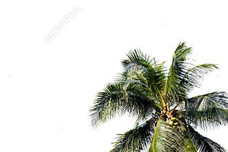 Tropical palm tree with fluffy leaf isolated on white background. Natural coco palm photo clipart