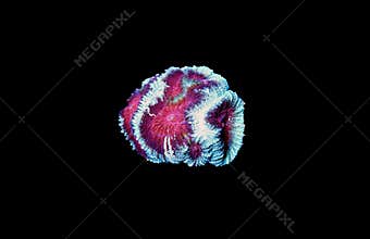 Favia coral is a genus of reef-building stony corals in the family Mussidae.