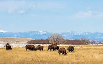 Buffalo herd at Rocky Mountain Arsenal National Wildlife Refuge