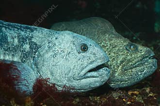 The wolf-fish