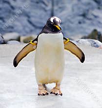 Penguin