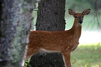 Deer