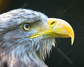Portrait of a brown eagle`s head with a yellow beak and sharp eyes