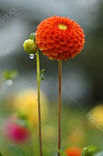 Dahlia in rain