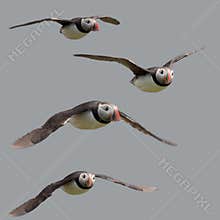 Atlantic Puffin or Common Puffin flying
