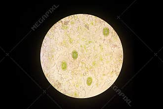 Real photo of plant cells and stoma with green chloroplast science