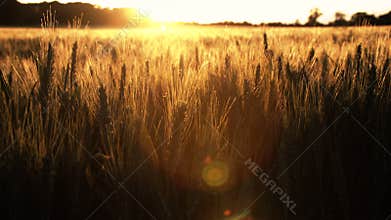 4K clip of the sun setting over wheat or barley field at sunset