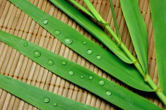 Bamboo