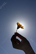 Holding a Flower