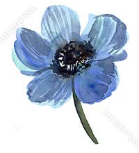 Anemone lover. Botanical animone bud. Vintage Lilac art watercolor wedding blossom anemones .