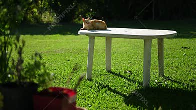Cat sitting on a garden table