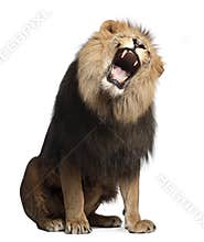 Lion, Panthera leo, 8 years old, roaring