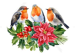 Robin, holly branches. and poinsettia. Watercolor Christmas birds