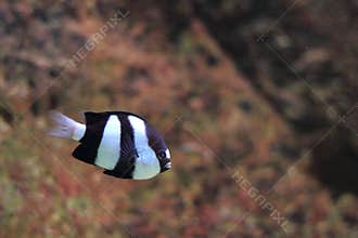 White-tailed damselfish