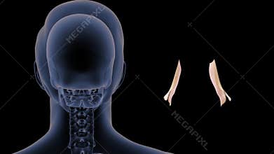 Location of Lacrimal gland in Human