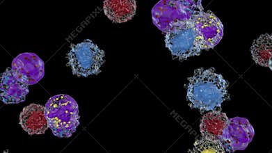 White blood cells flow, Basophils, Eosinophils, Lymphocyte, Monocyte, Neutrophils, Alpha Channel