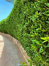 hedge in the park leaves in the sun palm trees resort path of stone