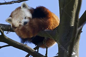 Red Panda - Southern China