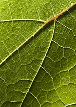 Leaf background